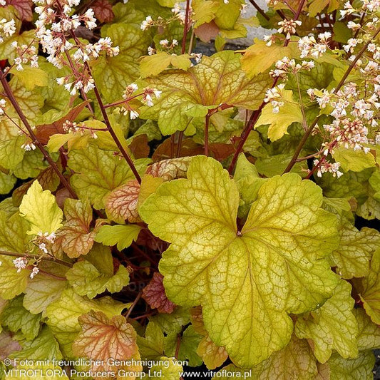 Silberglöckchen 'Champagne' (Heuchera x cult.)
