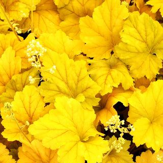 Silberglöckchen 'Electra' (Heuchera x cult.)