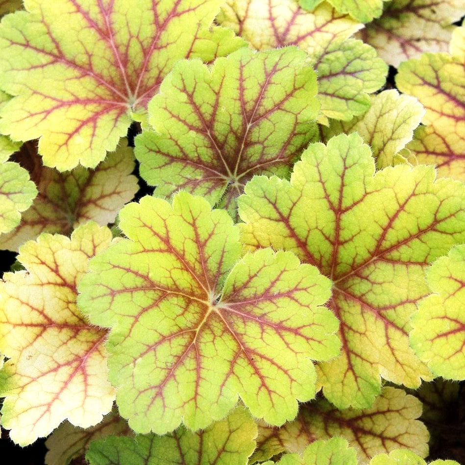 Silberglöckchen 'Electra' (Heuchera x cult.)