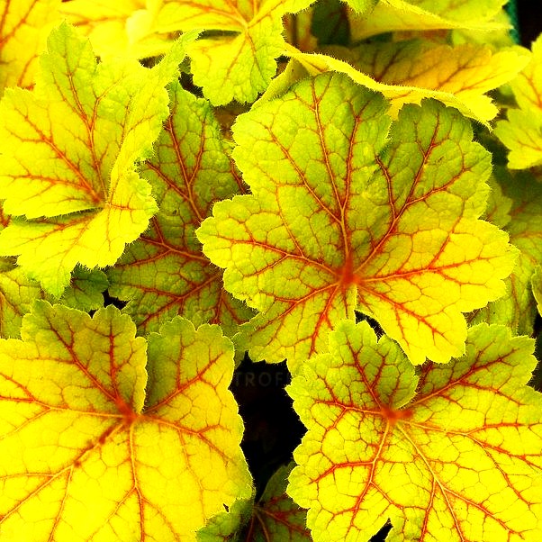 Silberglöckchen 'Electra' (Heuchera x cult.)