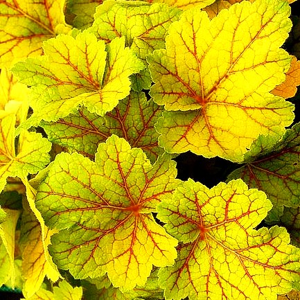Silberglöckchen 'Electra' (Heuchera x cult.)