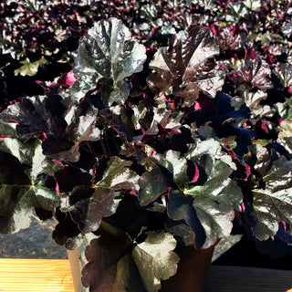 Silberglöckchen 'Espresso' (Heuchera x cult. WC)