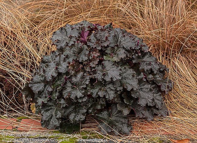 Silberglöckchen 'Espresso' (Heuchera x cult. WC)