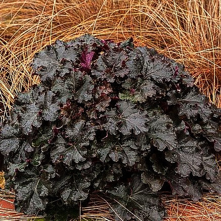 Silberglöckchen 'Espresso' (Heuchera x cult. WC)