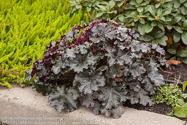 Silberglöckchen 'Espresso' (Heuchera x cult. WC)