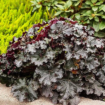 Silberglöckchen 'Espresso' (Heuchera x cult. WC)