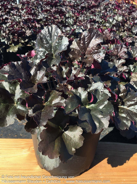 Silberglöckchen 'Espresso' (Heuchera x cult. WC)