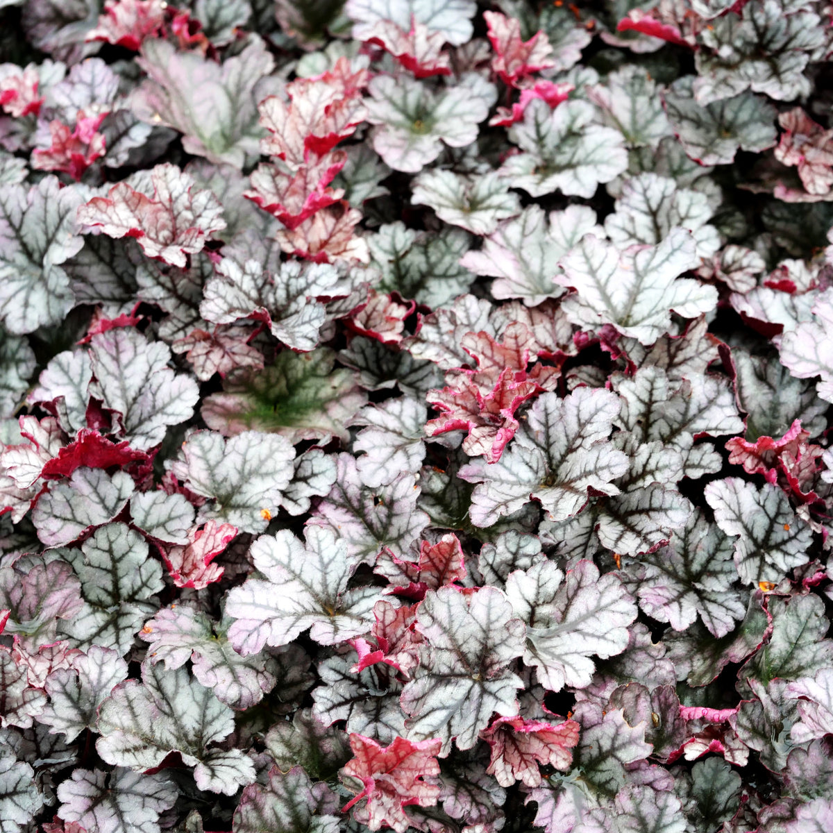 Silberglöckchen 'Frappe' (Heuchera x cult. WC)