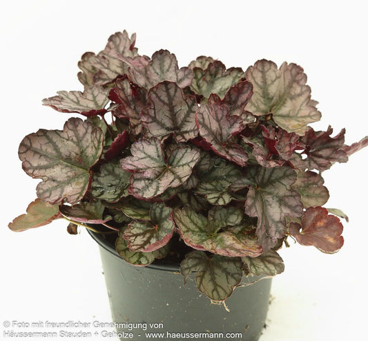 Silberglöckchen 'Jade Gloss' (Heuchera micrantha)
