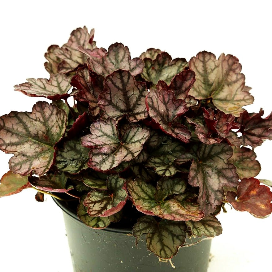 Silberglöckchen 'Jade Gloss' (Heuchera micrantha)
