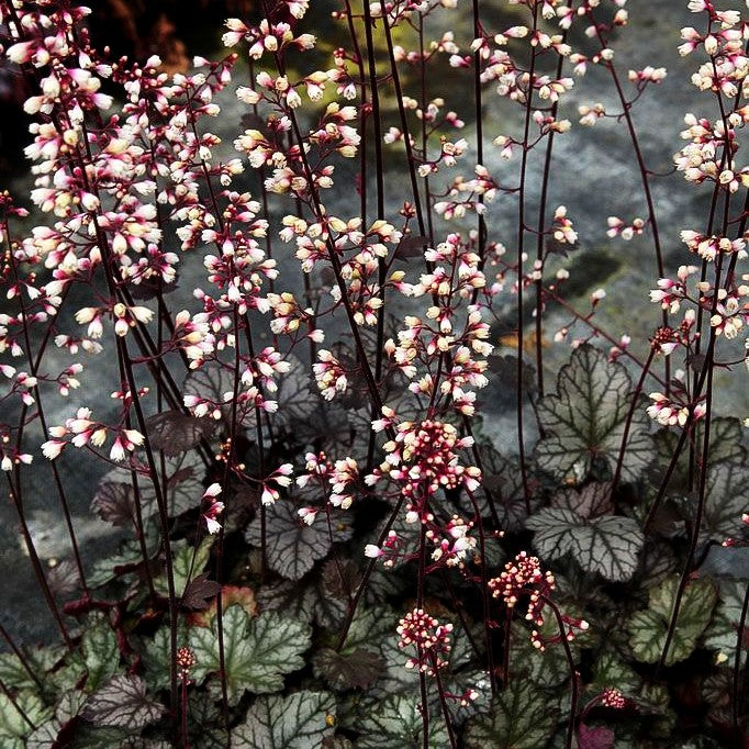 Silberglöckchen 'Jade Gloss' (Heuchera micrantha)