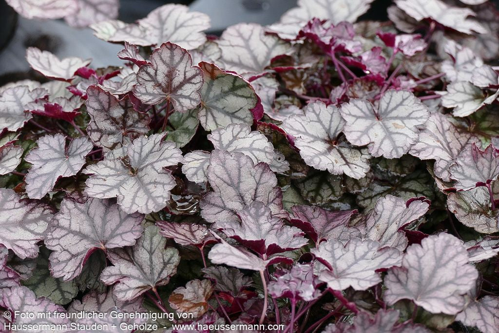Silberglöckchen 'Jade Gloss' (Heuchera micrantha)