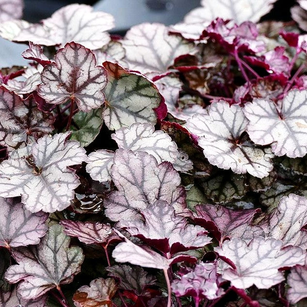 Silberglöckchen 'Jade Gloss' (Heuchera micrantha)