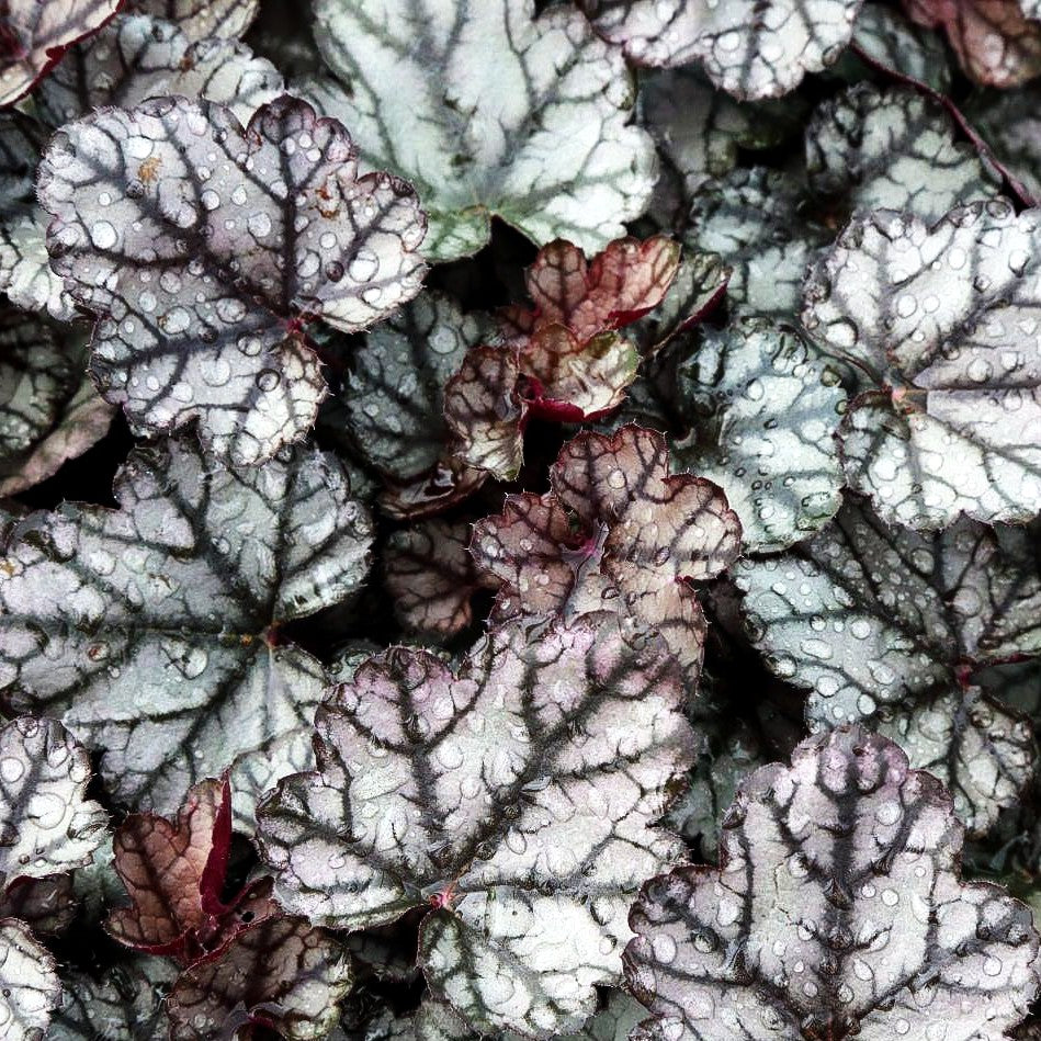 Silberglöckchen 'Jade Gloss' (Heuchera micrantha)