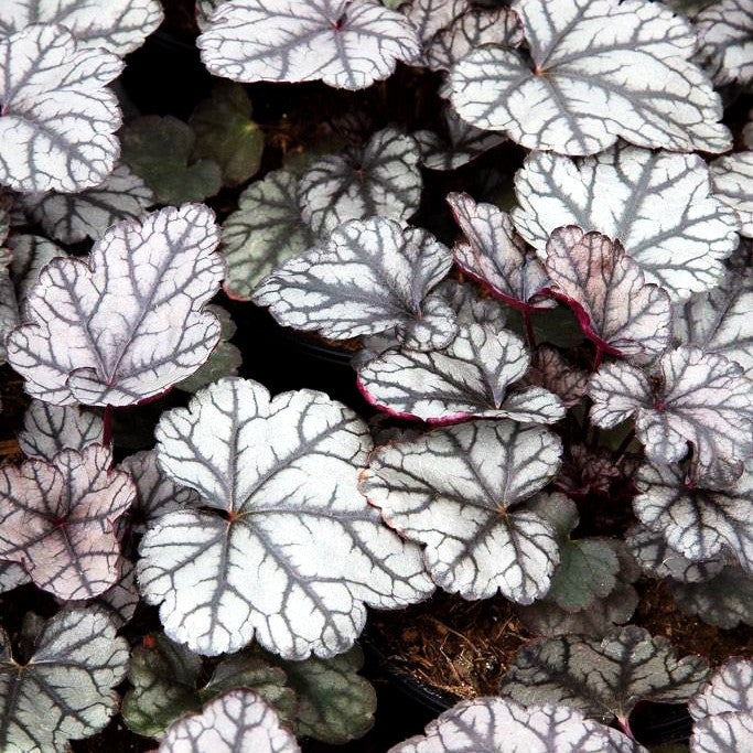 Silberglöckchen 'Jade Gloss' (Heuchera micrantha)