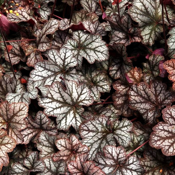 Silberglöckchen 'Mars' (Heuchera x cult.)