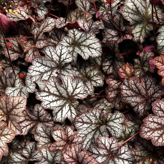 Silberglöckchen 'Mars' (Heuchera x cult.)