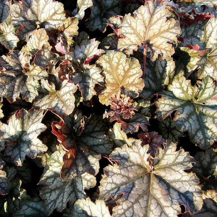 Silberglöckchen 'Mars' (Heuchera x cult.)