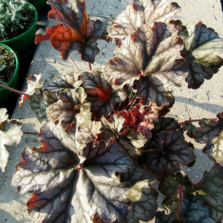 Silberglöckchen 'Mars' (Heuchera x cult.)