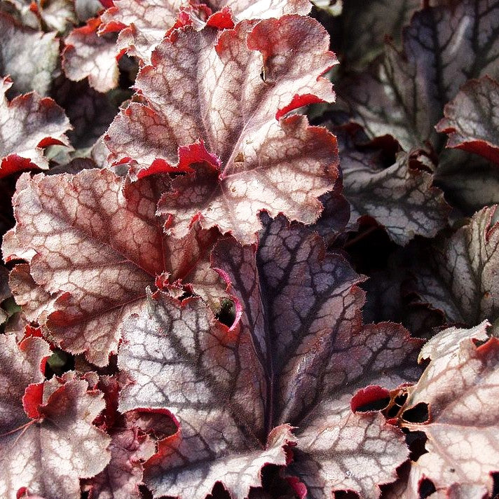 Silberglöckchen 'Mars' (Heuchera x cult.)