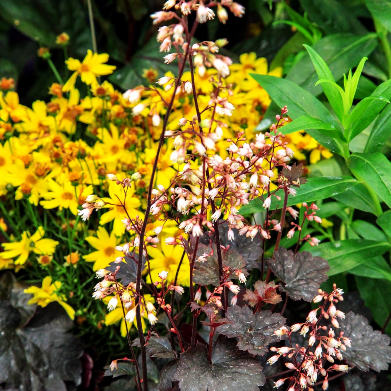 Silberglöckchen 'Mars' (Heuchera x cult.)