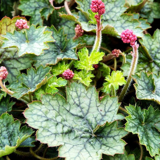 Silberglöckchen 'Peppermint' (Heuchera x cult. LC)