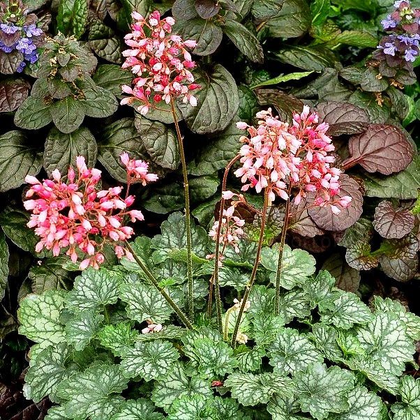 Silberglöckchen 'Peppermint' (Heuchera x cult. LC)
