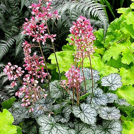 Silberglöckchen 'Peppermint' (Heuchera x cult. LC)