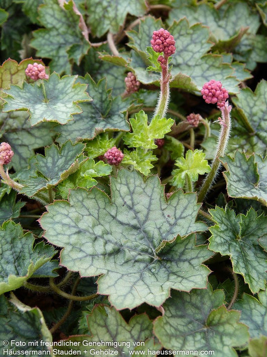 Silberglöckchen 'Peppermint' (Heuchera x cult. LC)