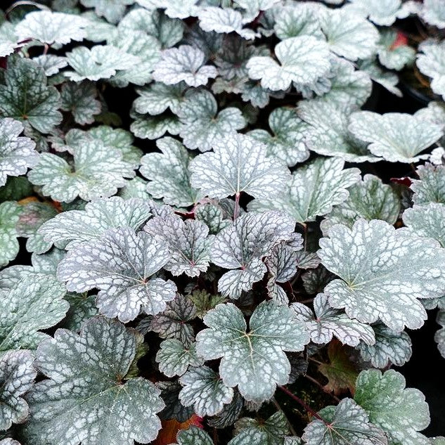 Silberglöckchen 'Petite Marbled Burgundy' (Heuchera x briz.)