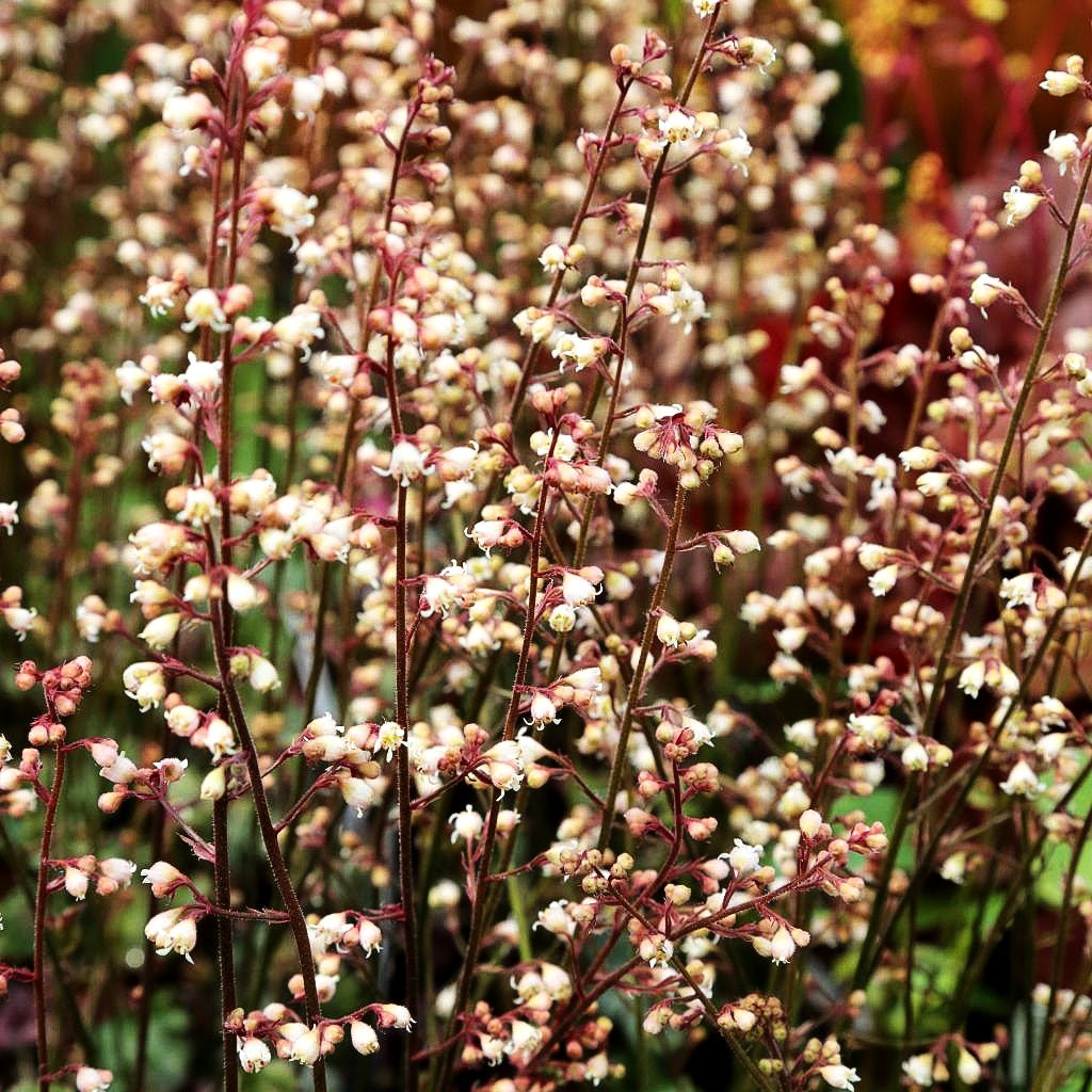 Silberglöckchen 'Petite Marbled Burgundy' (Heuchera x briz.)