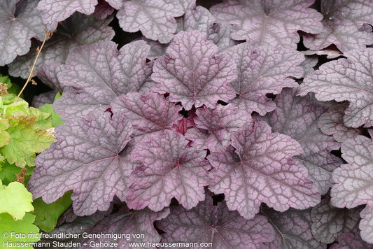 Silberglöckchen 'Shakerato' (Heuchera x cult. WC)