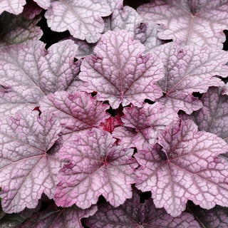 Silberglöckchen 'Shakerato' (Heuchera x cult. WC)