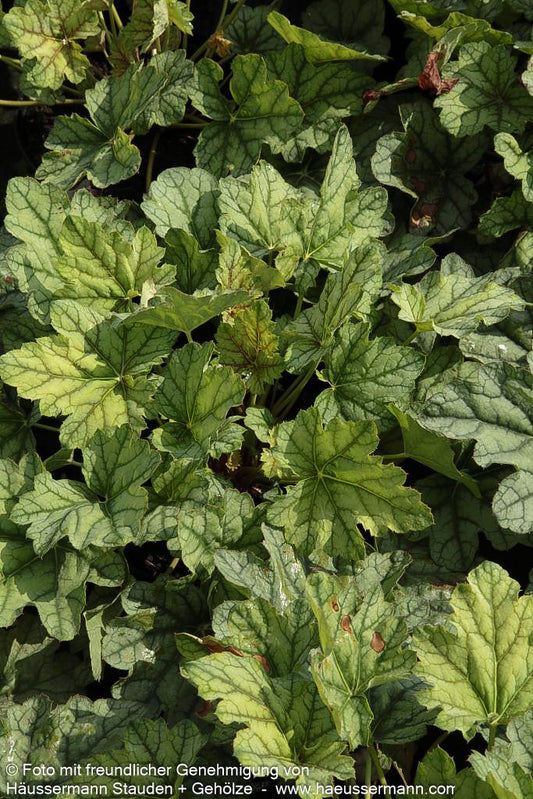 Silberglöckchen 'Venus' (Heuchera x cult.)