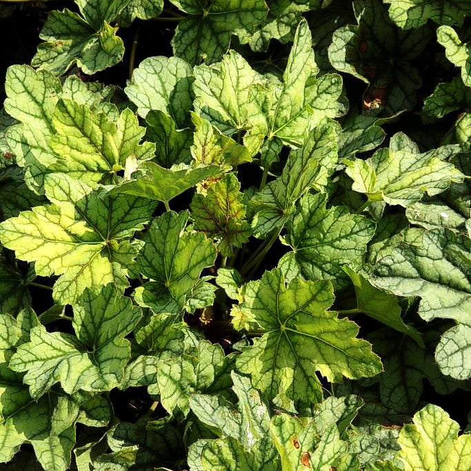 Silberglöckchen 'Venus' (Heuchera x cult.)