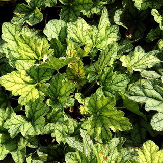 Silberglöckchen 'Venus' (Heuchera x cult.)