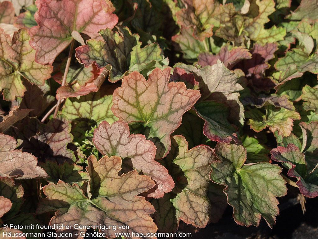 Silberglöckchen 'Venus' (Heuchera x cult.)
