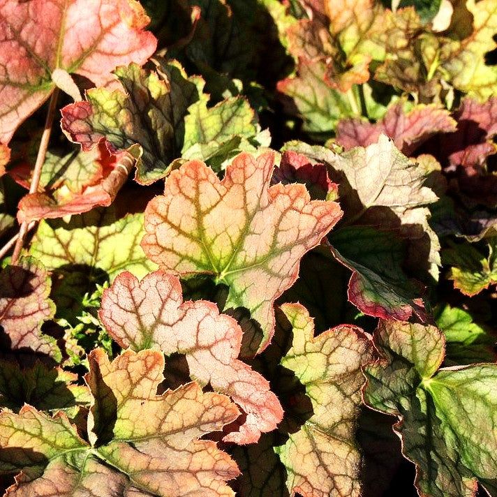 Silberglöckchen 'Venus' (Heuchera x cult.)