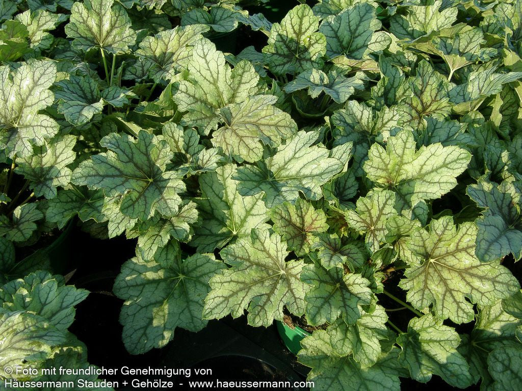 Silberglöckchen 'Venus' (Heuchera x cult.)