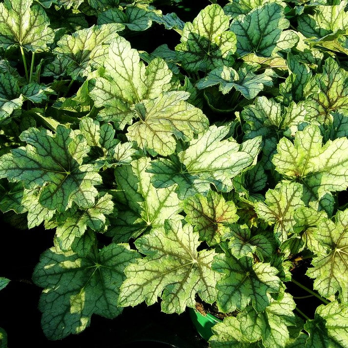 Silberglöckchen 'Venus' (Heuchera x cult.)