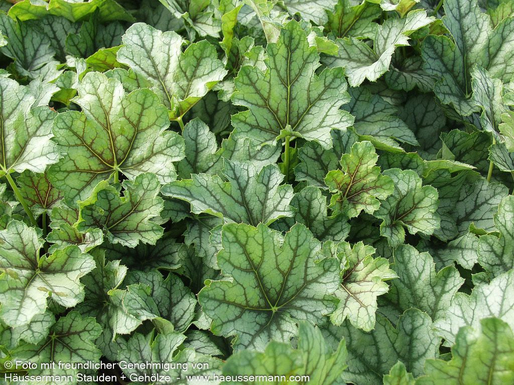 Silberglöckchen 'Venus' (Heuchera x cult.)