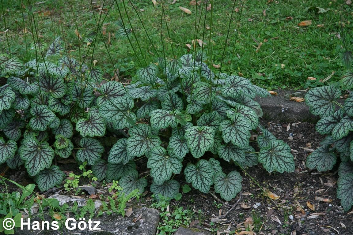 Silberglöckchen 'Venus' (Heuchera x cult.)