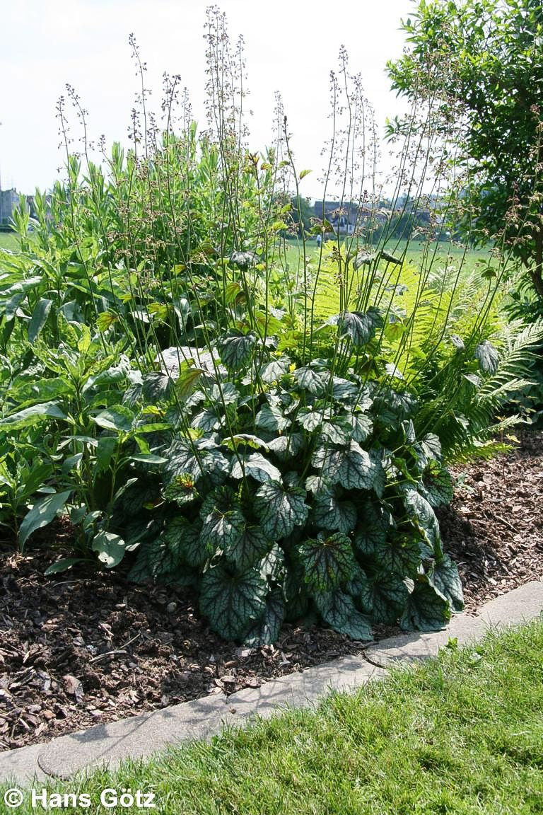 Silberglöckchen 'Venus' (Heuchera x cult.)
