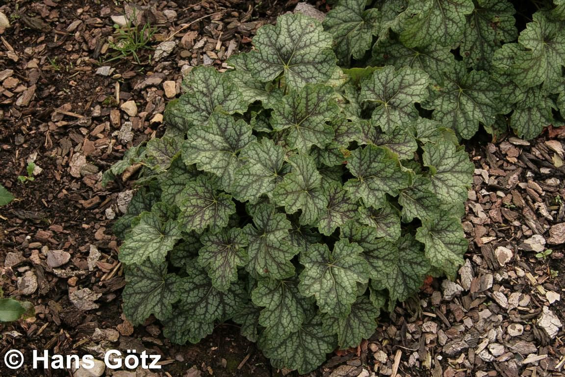 Silberglöckchen 'Venus' (Heuchera x cult.)