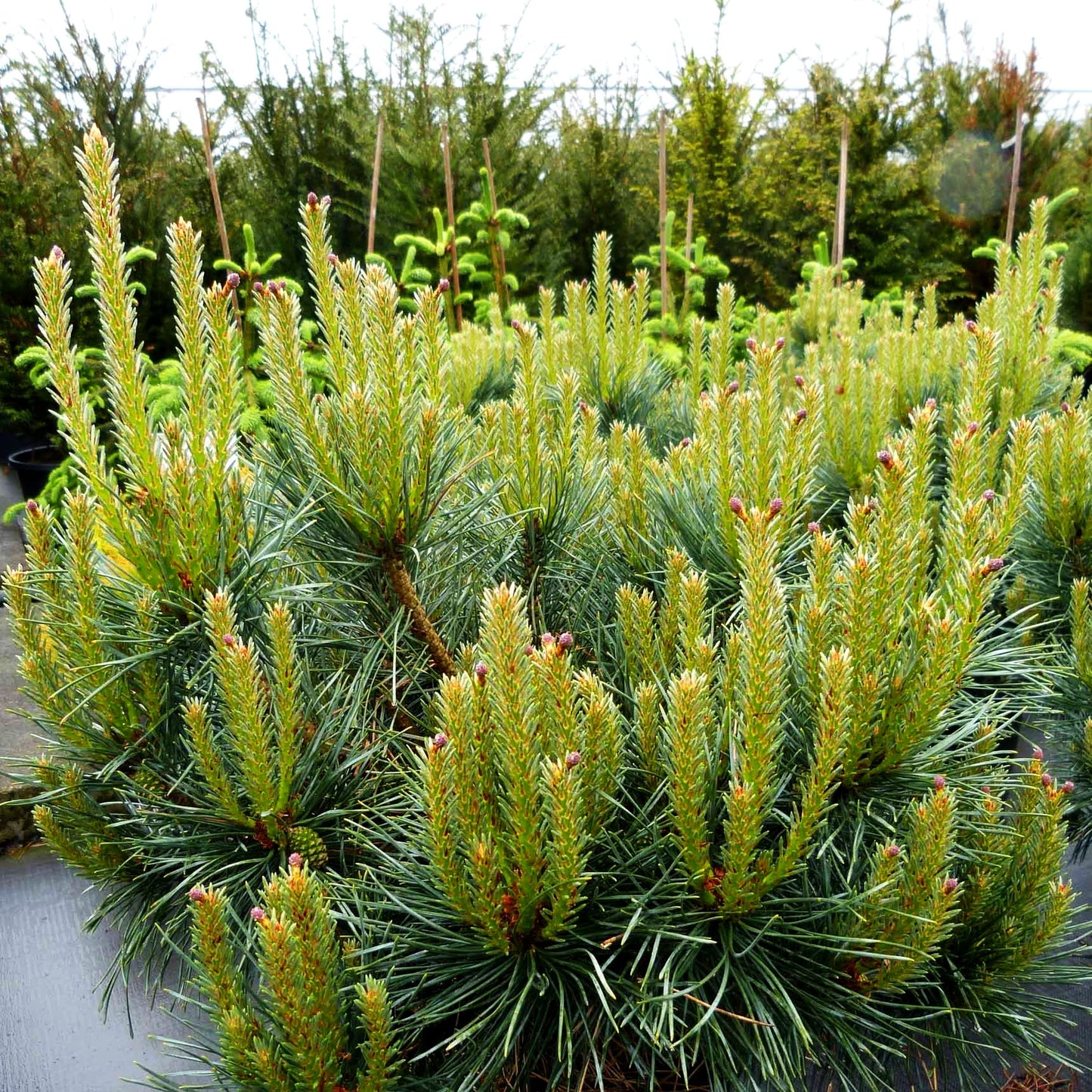 Silbergraue Kugel-Kiefer 'Chantry Blue' (Pinus sylvestris)