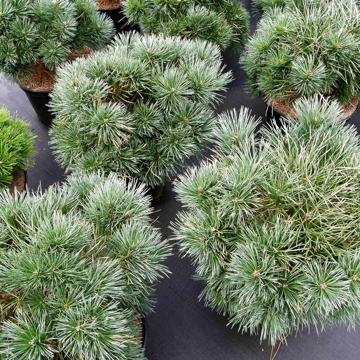 Silbergraue Kugel-Kiefer 'Chantry Blue' (Pinus sylvestris)
