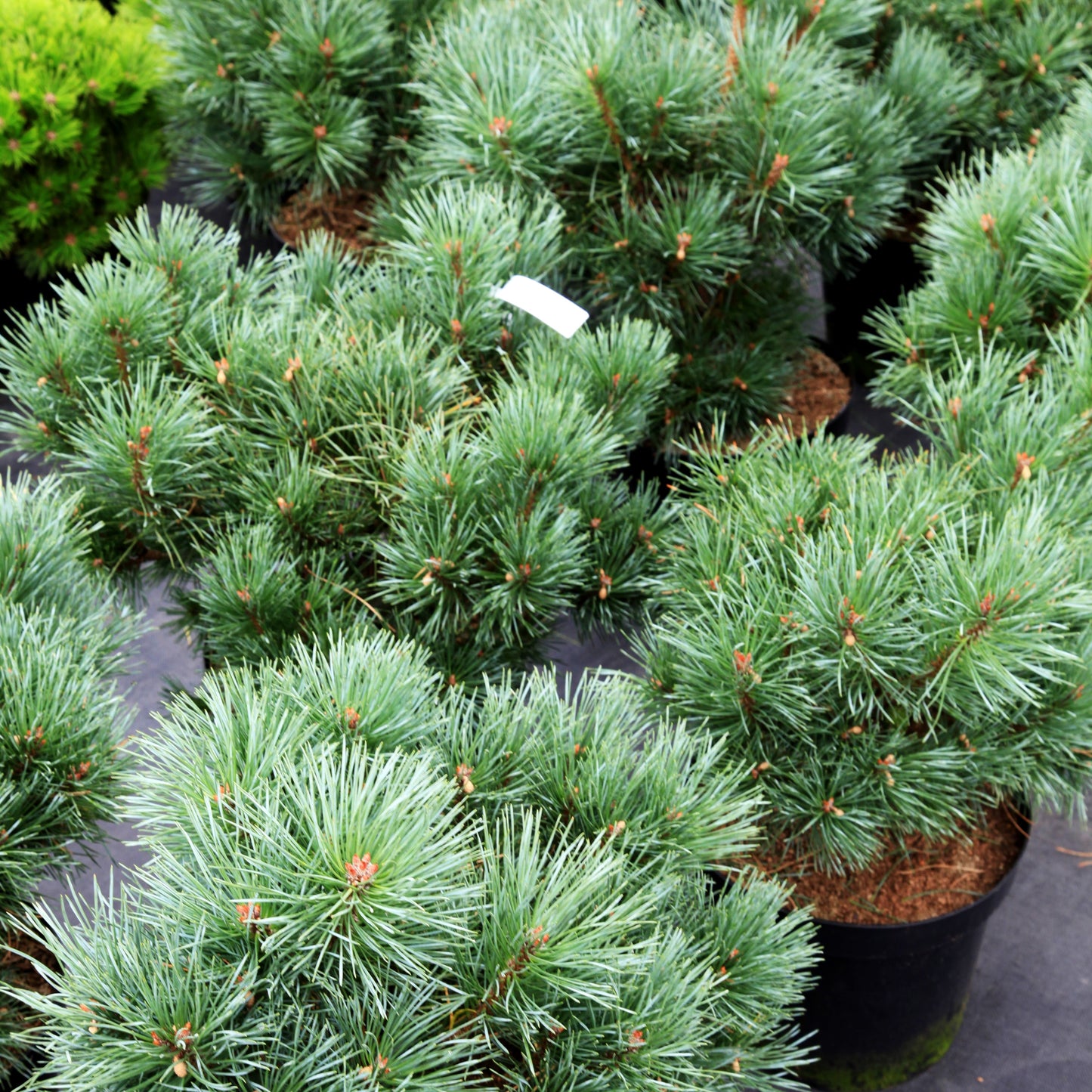Silbergraue Kugel-Kiefer 'Chantry Blue' (Pinus sylvestris)
