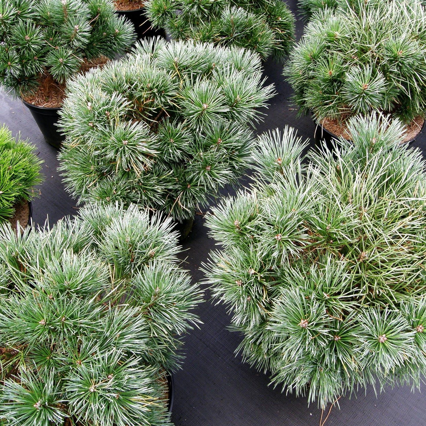 Silbergraue Kugel-Kiefer 'Chantry Blue' (Pinus sylvestris)