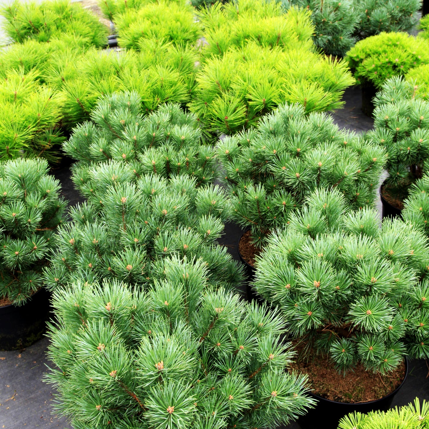 Silbergraue Strauch-Kiefer 'Parsfield' (Pinus sylvestris)