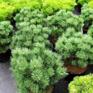 Silbergraue Strauch-Kiefer 'Parsfield' (Pinus sylvestris)